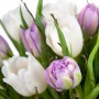 25 белых и сиреневых тюльпанов