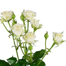 Кустовая роза белая поштучно
