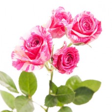 Кустовая роза двухцветная поштучно