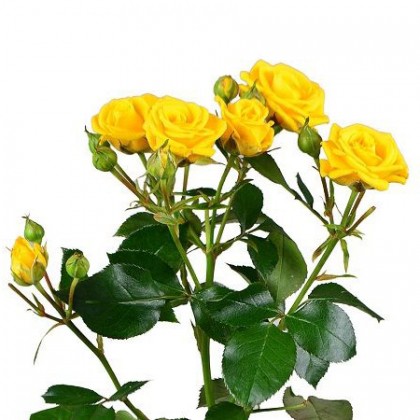 Кустовая роза желтая поштучно