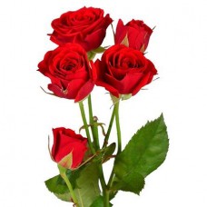 Кустовая роза красная поштучно