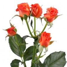 Кустовая роза оранжевая поштучно