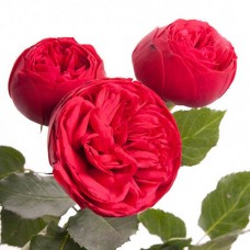 Роза кустовая пионовидная красная поштучно