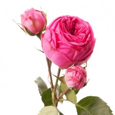 Роза кустовая пионовидная розовая поштучно