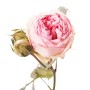 Роза кустовая пионовидная светло-розовая поштучно