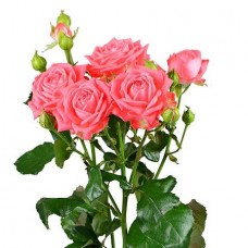 Роза кустовая розовая поштучно