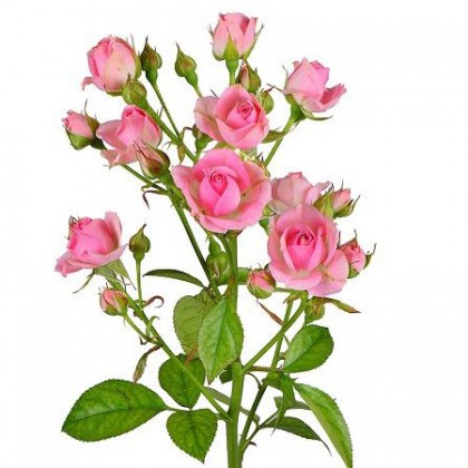 Роза кустовая светло-розовая поштучно