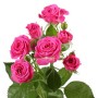 Роза кустовая ярко-розовая поштучно