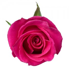 Роза розовая поштучно