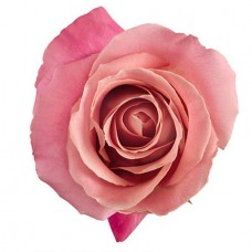 Роза светло-розовая поштучно
