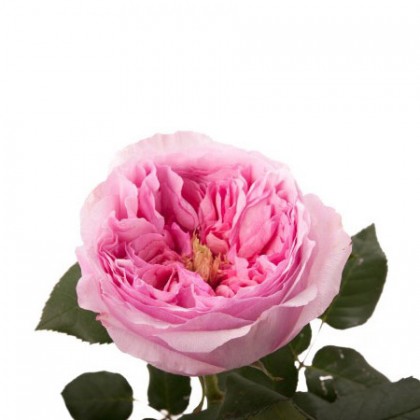 Роза пионовидная розовая Carey