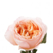 Роза пионовидная кремовая Edith