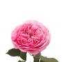 Роза пионовидная розовая Mariatheresia