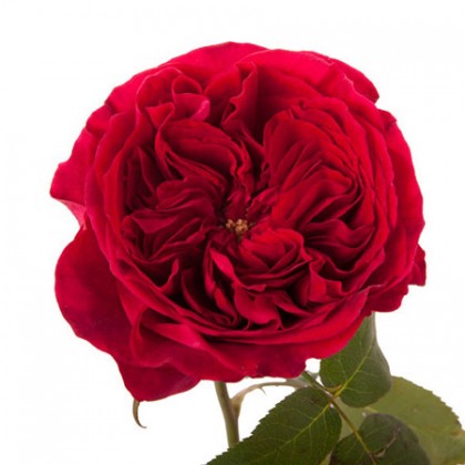 Роза пионовидная красная Tess