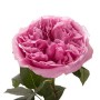 Роза пионовидная розовая Miranda