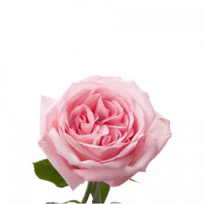 Роза пионовидная розовая Ohara