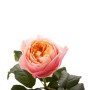 Роза пионовидная кремовая Vuvuzella