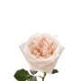 Роза пионовидная белая Ohara